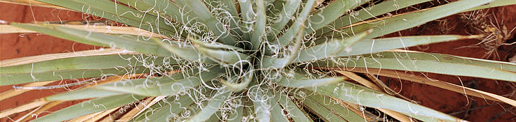 Land image
